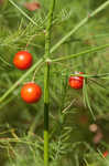 Garden asparagus